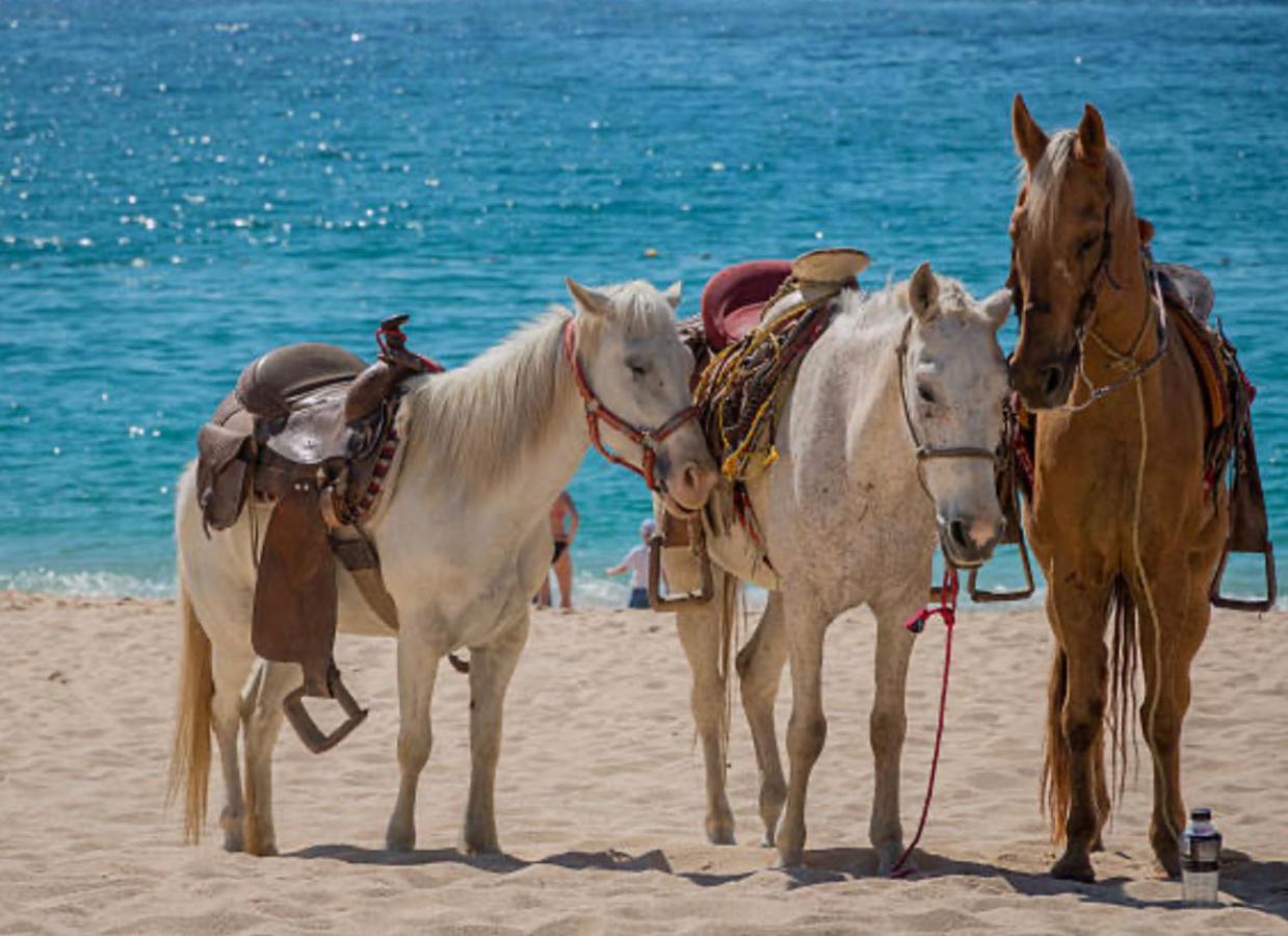 Baja Fest Rosarito Beach Bungalow Daire Dış mekan fotoğraf